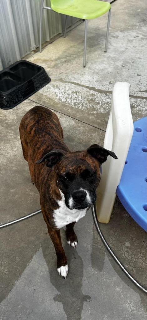 Ruby, Adoptable, Young Female Boxer.