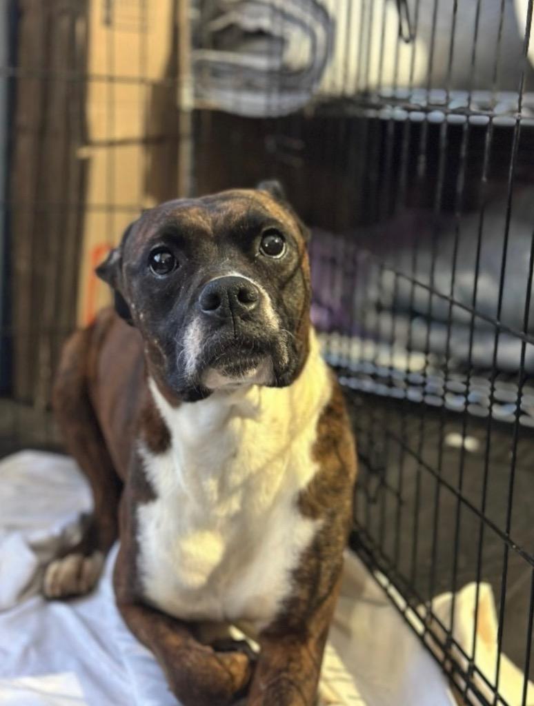Enlarge Ruby, a Adoptable Boxer in Auburn, IN image 1/1