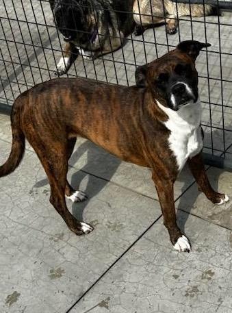 Ruby, a Adoptable Boxer in Auburn, IN image 4/6