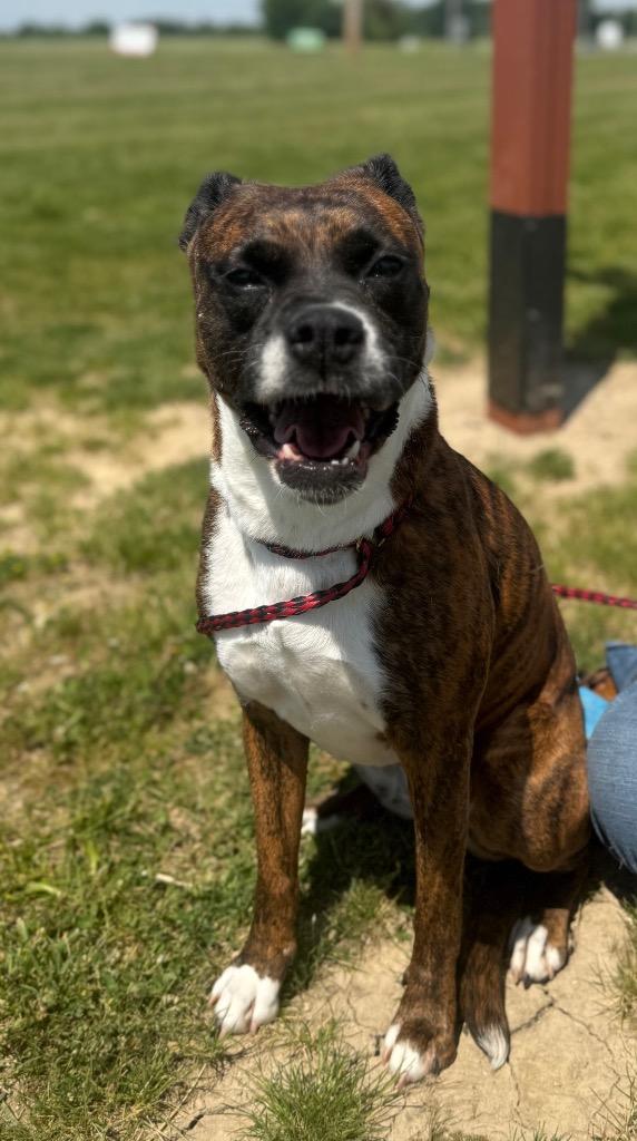 Ruby, a Adoptable Boxer in Auburn, IN image 5/6
