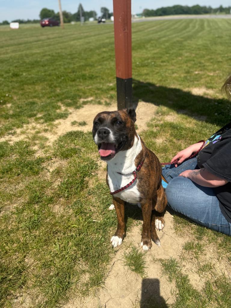 Ruby, a Adoptable Boxer in Auburn, IN image 6/6