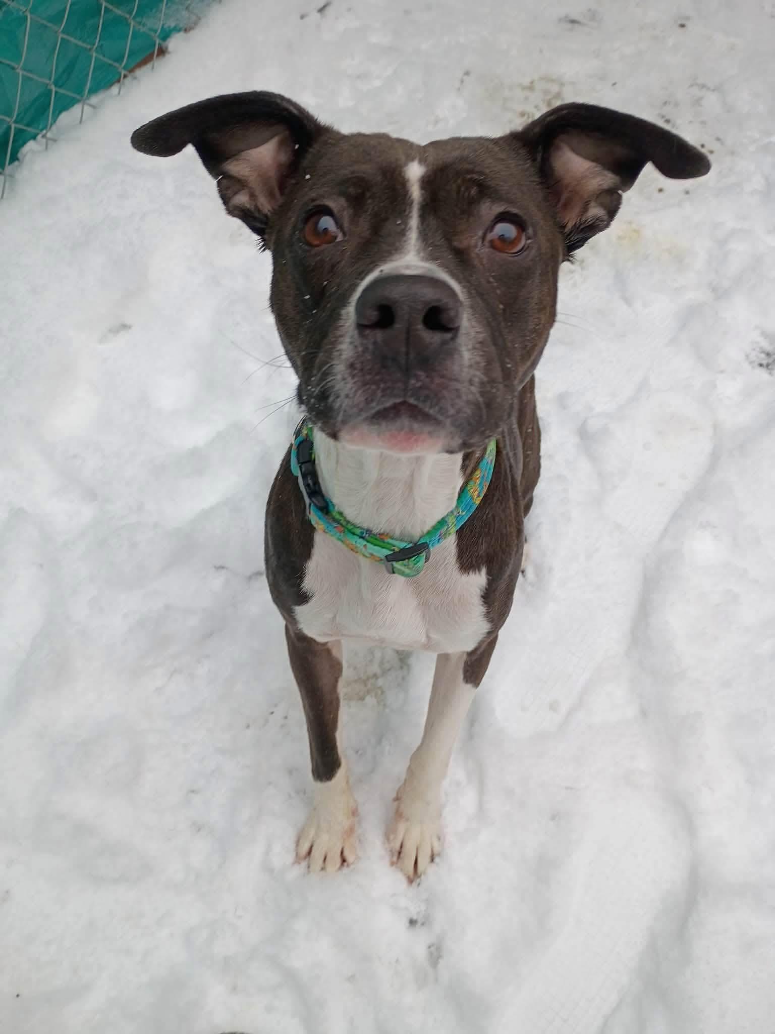 Enlarge Athena, a ADOPTABLE mixed breed in Lincoln, MI image 1/1