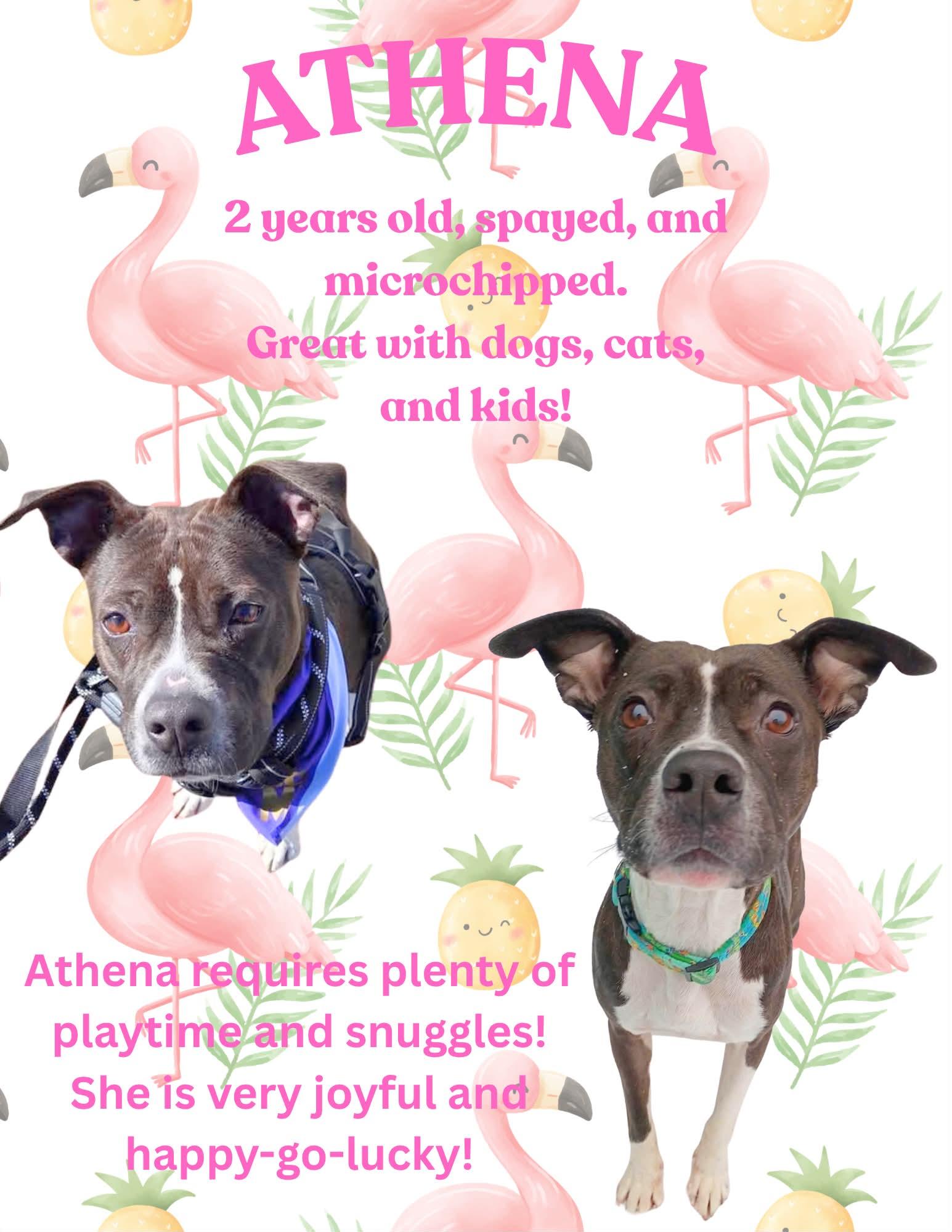 Athena, ADOPTABLE, Young Female Boxer & Pit Bull Terrier.