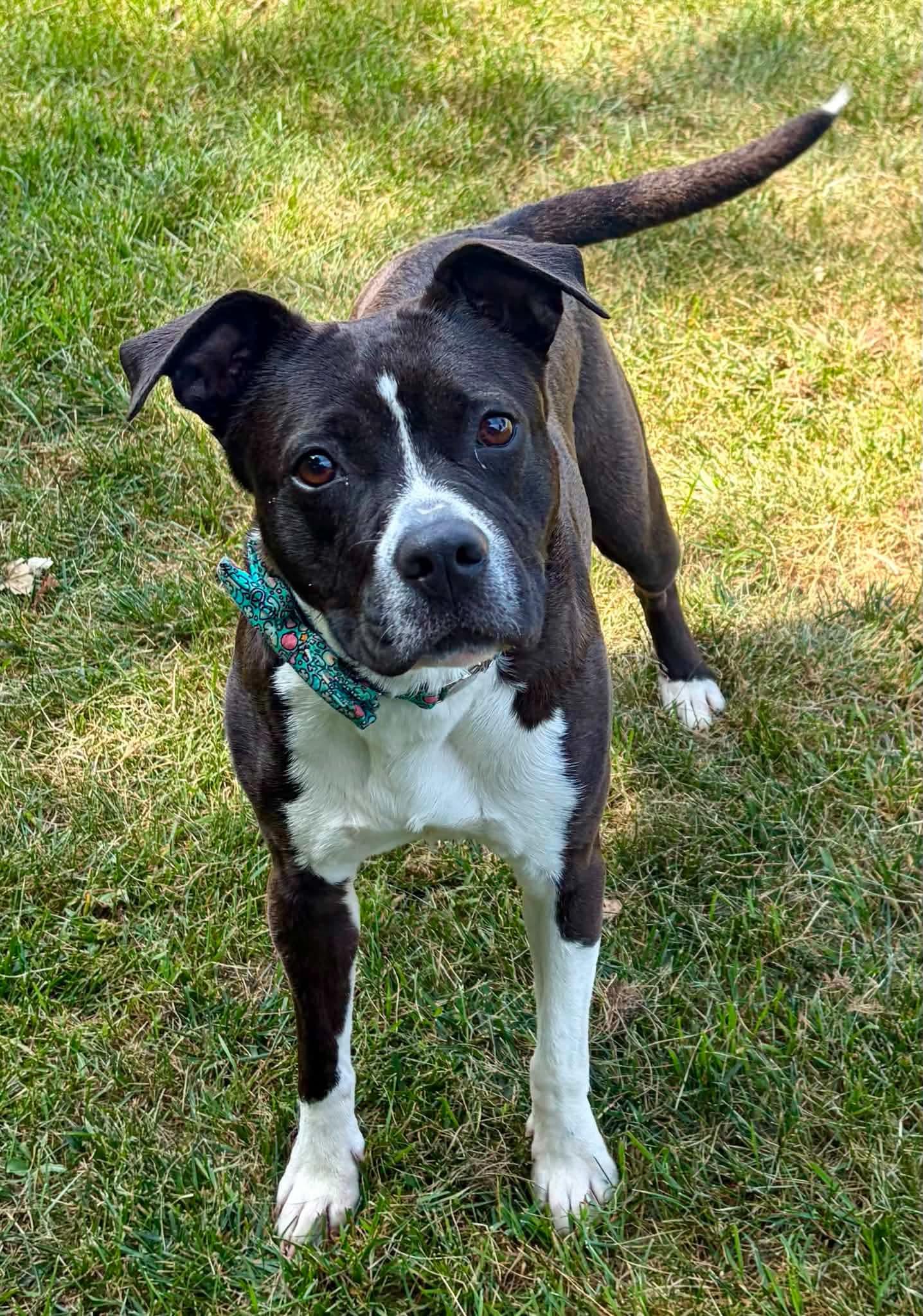 Enlarge Athena, a Adoptable mixed breed in Lincoln, MI image 1/2