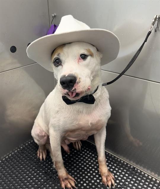 Enlarge MERINGUE, a Adoptable Mixed Breed in Jacksonville, FL image 1/1