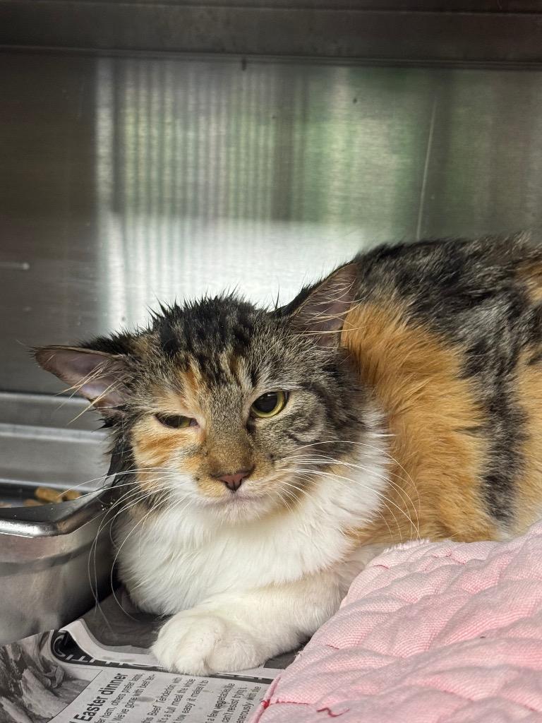 TeeTee, Adopted, Young Female Domestic Long Hair.