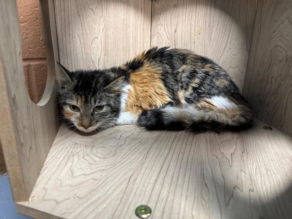 Enlarge TeeTee, a Adopted mixed breed in Shelbyville, TN image 1/2