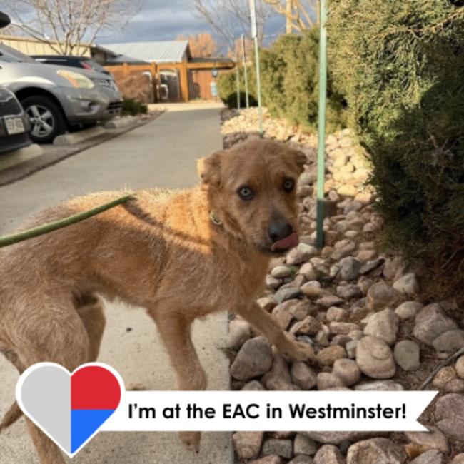 Spruff, a Adoptable Mixed Breed in Westminster, CO image 1/6