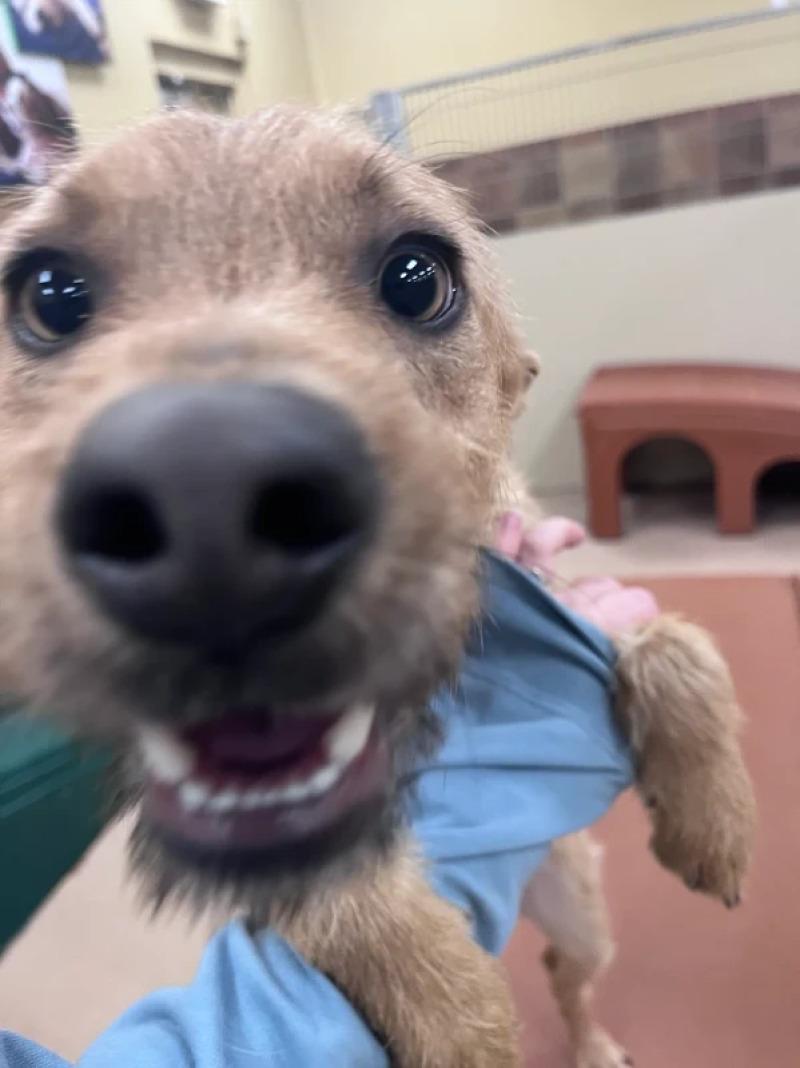 Enlarge Spruff, a Adoptable Mixed Breed in Westminster, CO image 2/6