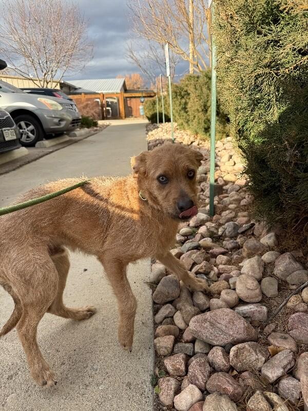 Spruff, a Adoptable Mixed Breed in Westminster, CO image 3/6