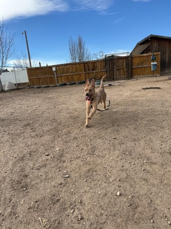 Spruff, a Adoptable Mixed Breed in Westminster, CO image 5/6