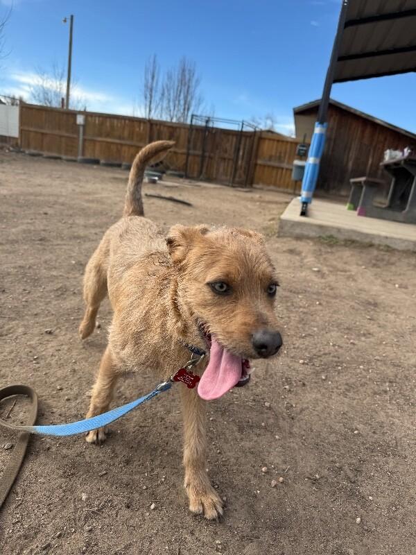Spruff, a Adoptable Mixed Breed in Westminster, CO image 6/6