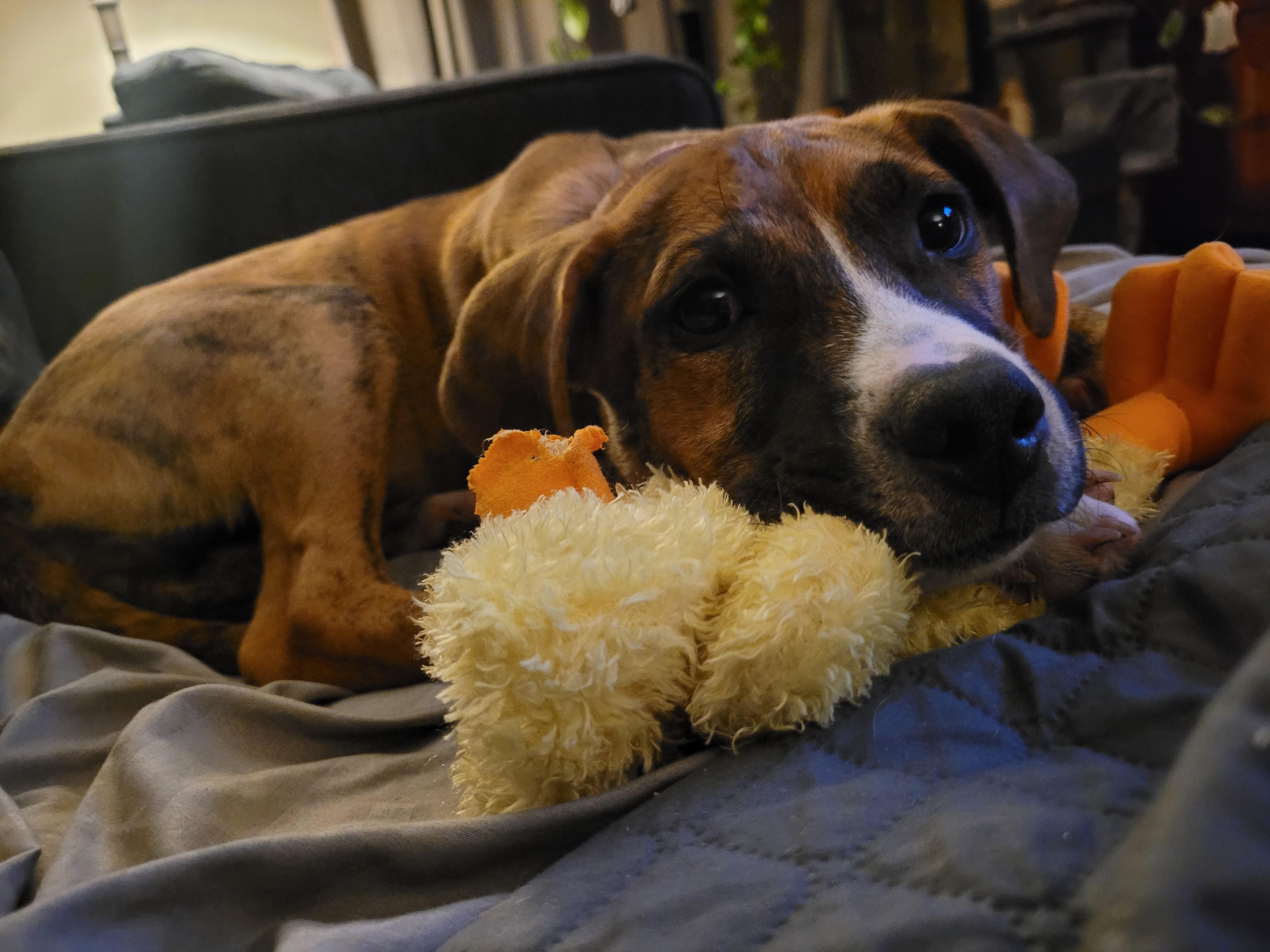 Dixie, ADOPTABLE, Puppy Female Boxer & Labrador Retriever.