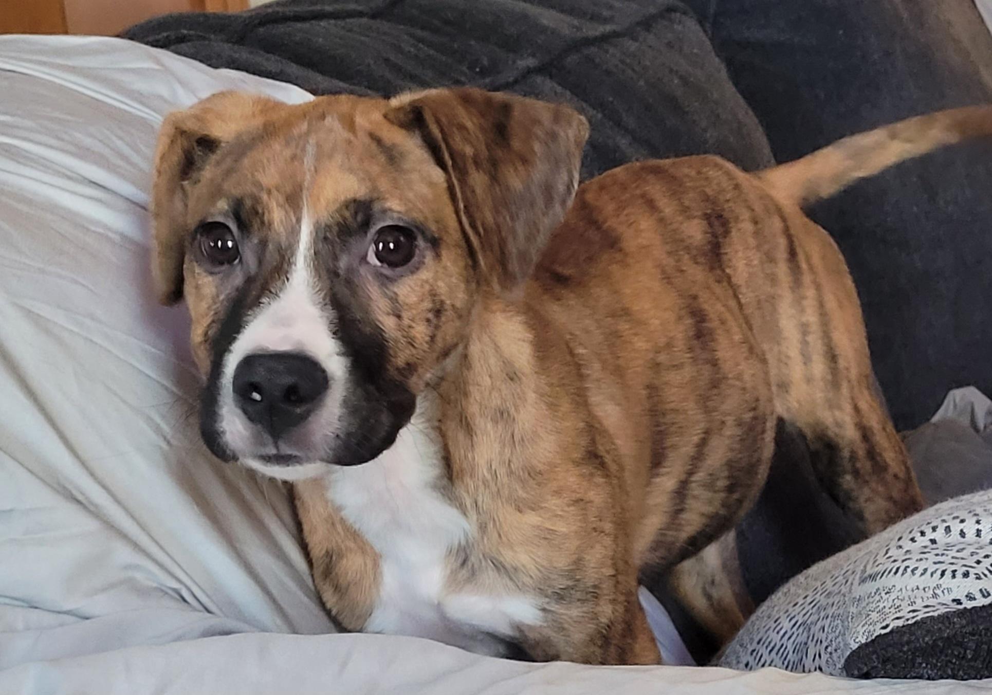 Dixie, a ADOPTABLE mixed breed in Byron, IL image 4/6