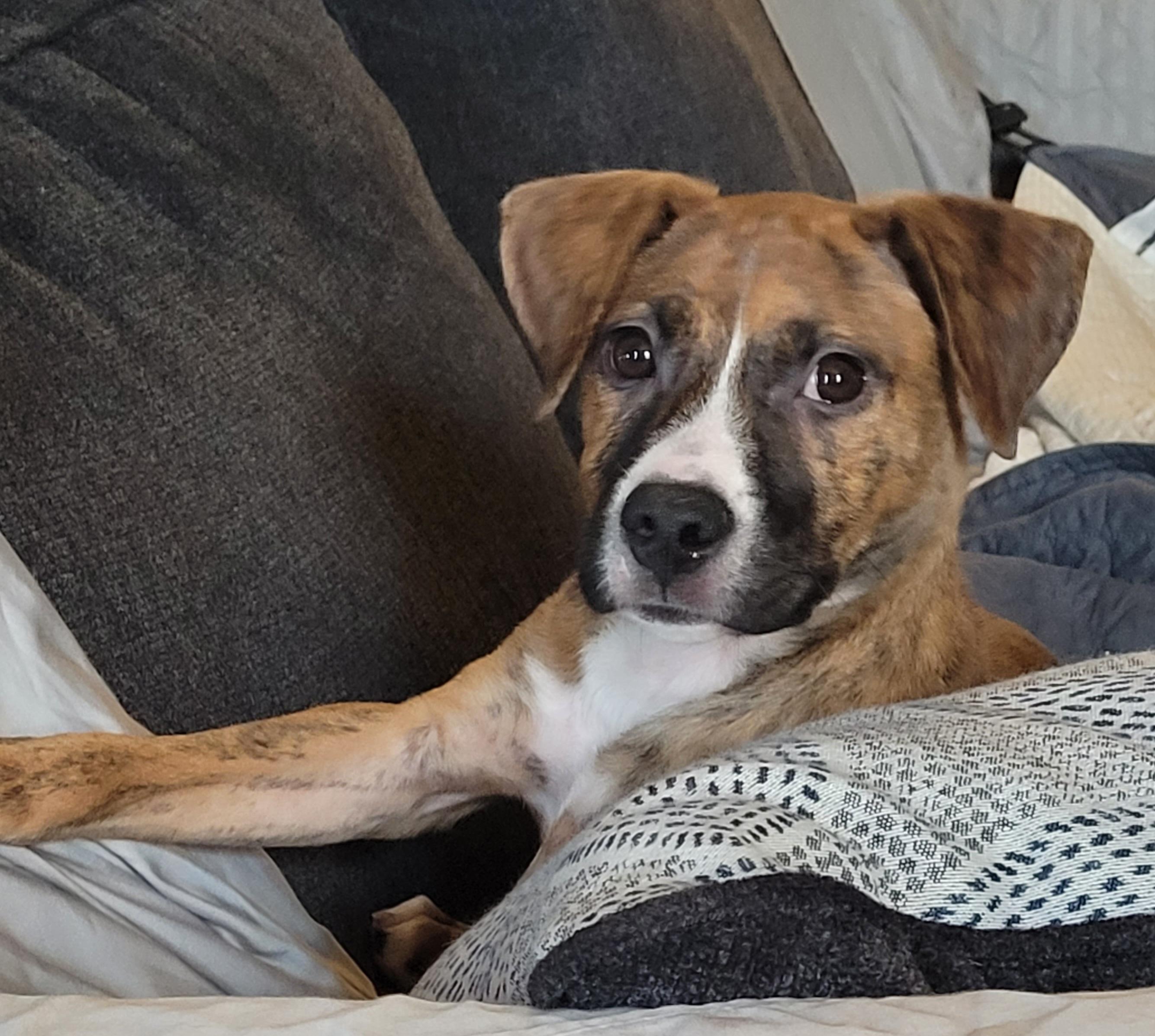 Dixie, a ADOPTABLE mixed breed in Byron, IL image 6/6