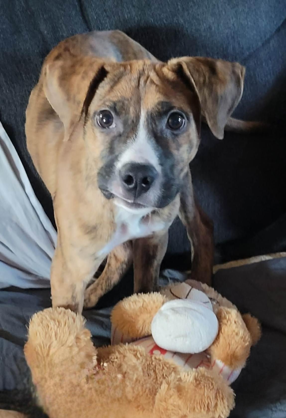 Dixie, a ADOPTABLE mixed breed in Byron, IL image 3/6