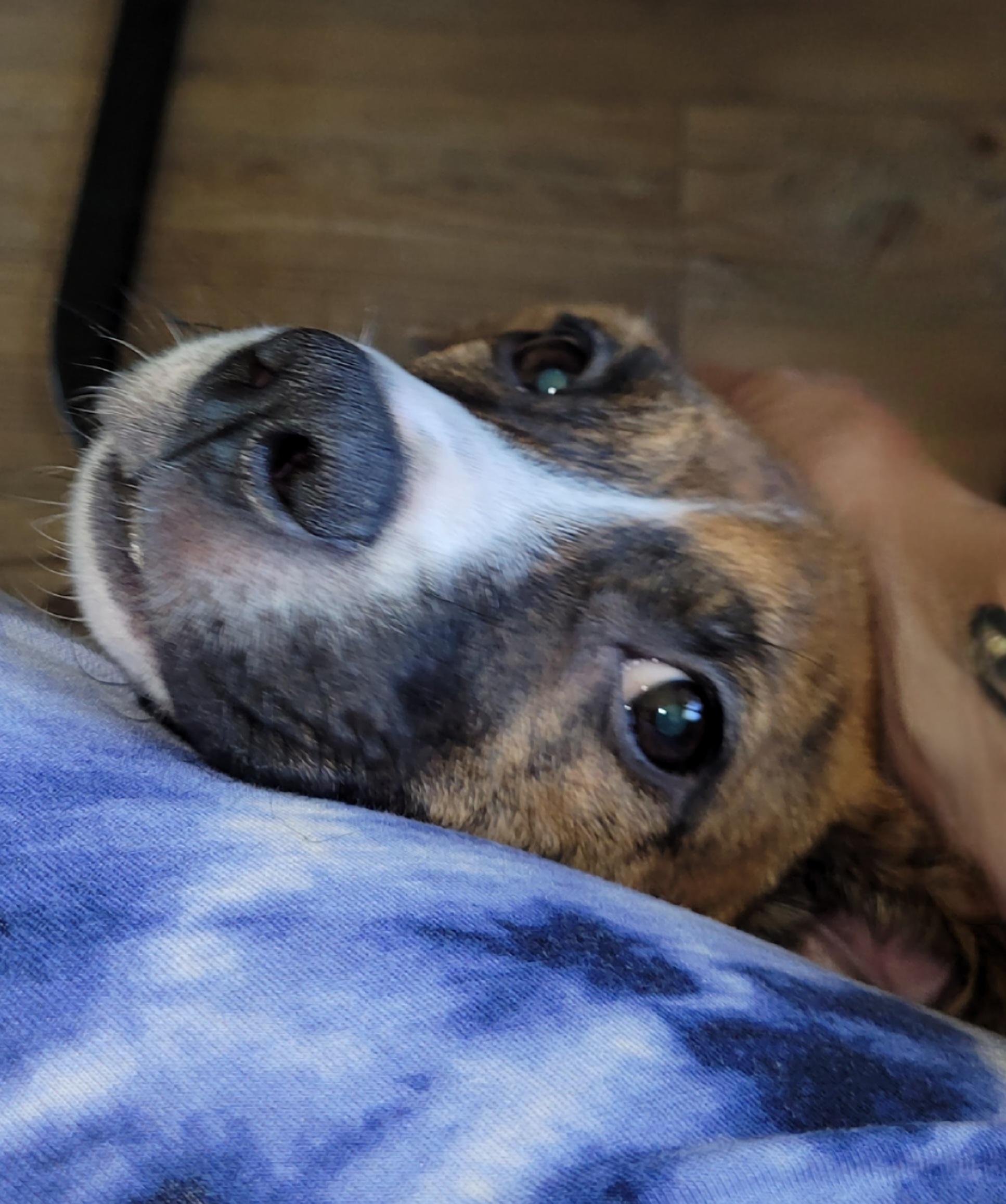Dixie, a ADOPTABLE mixed breed in Byron, IL image 5/6