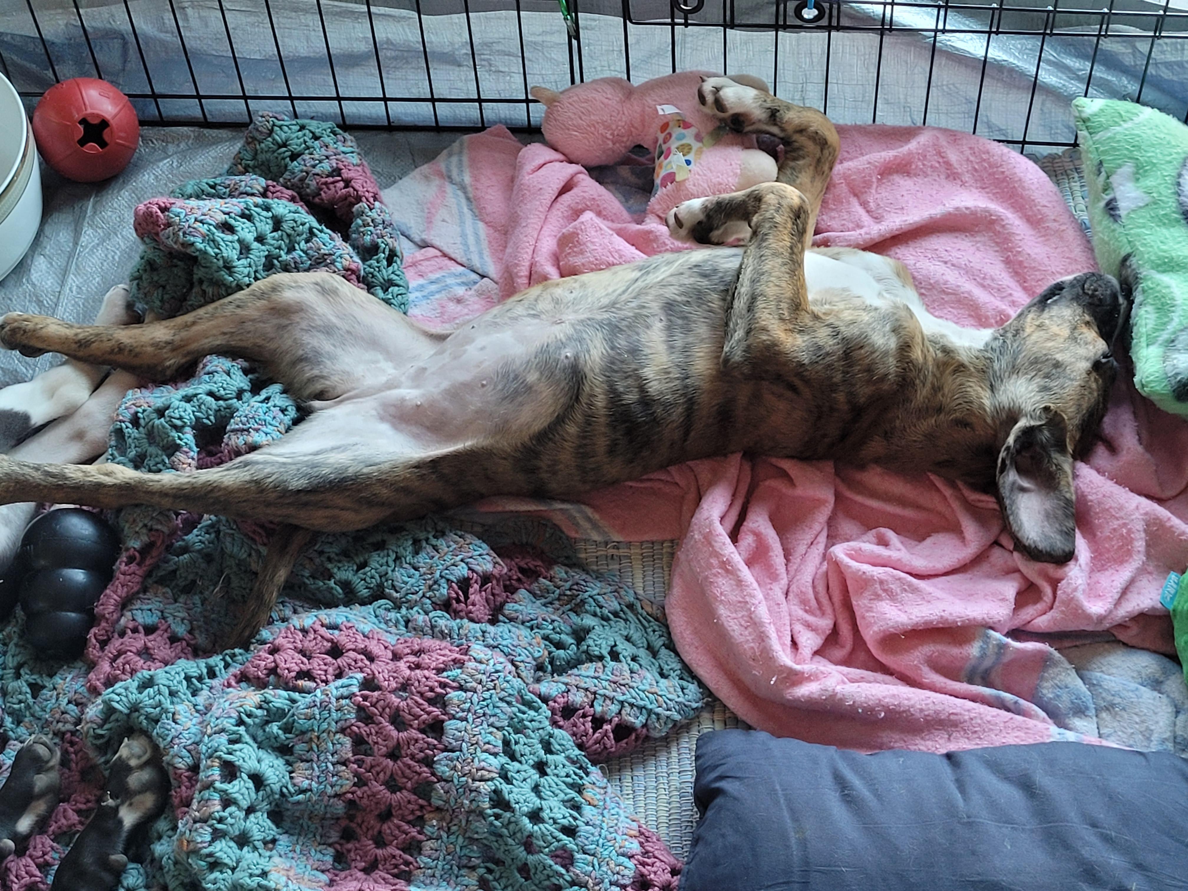 Dixie, a ADOPTABLE mixed breed in Byron, IL image 2/6