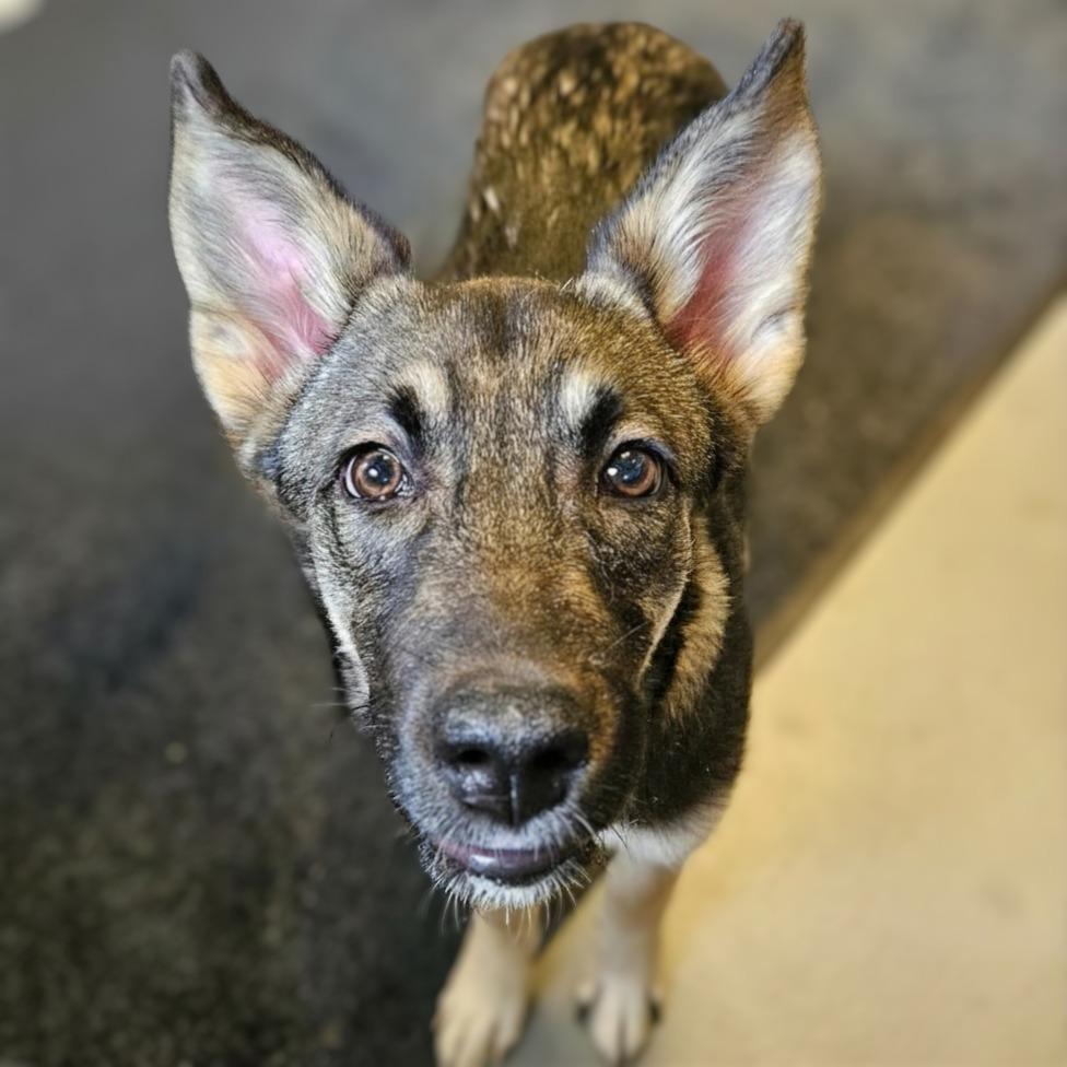 Zoey Elizabeth, Adopted, Puppy Female Husky & Australian Shepherd.
