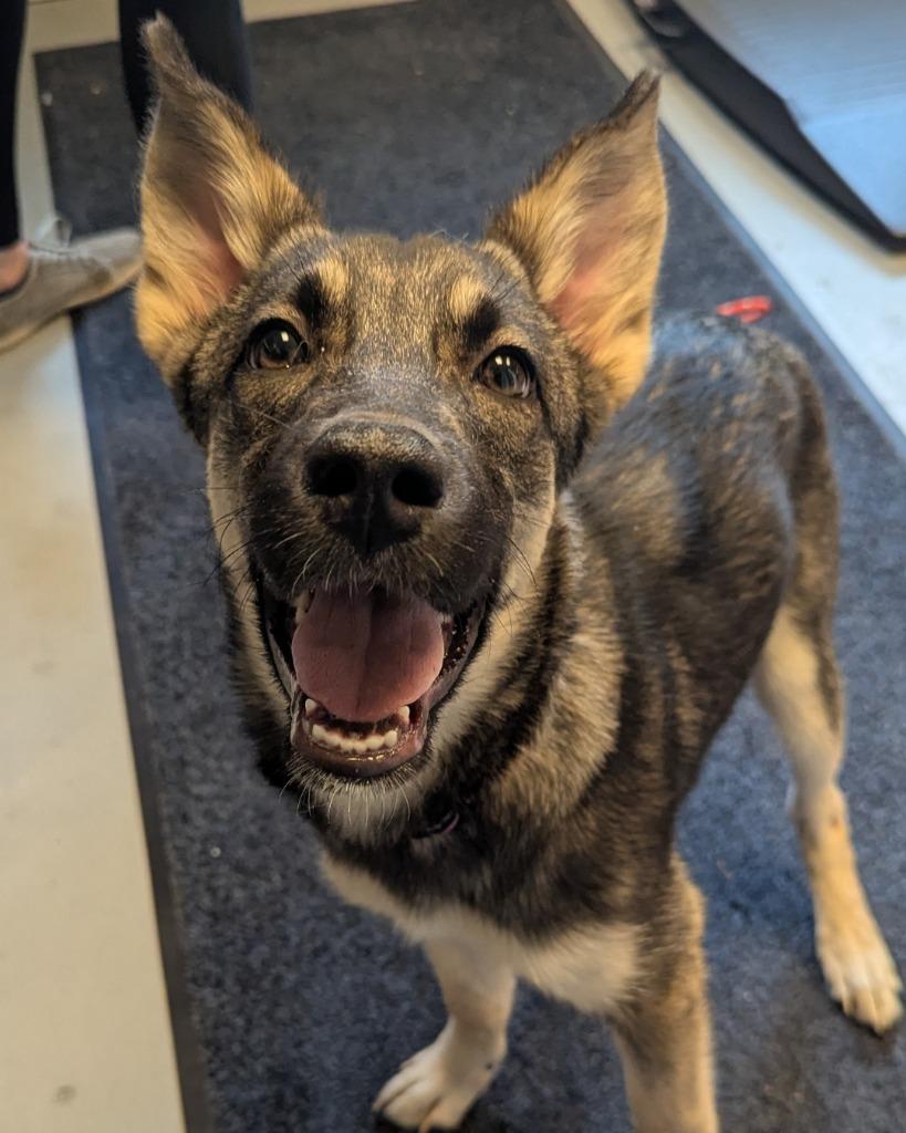 Zoey Elizabeth, a Adopted mixed breed in Barron, WI image 2/5