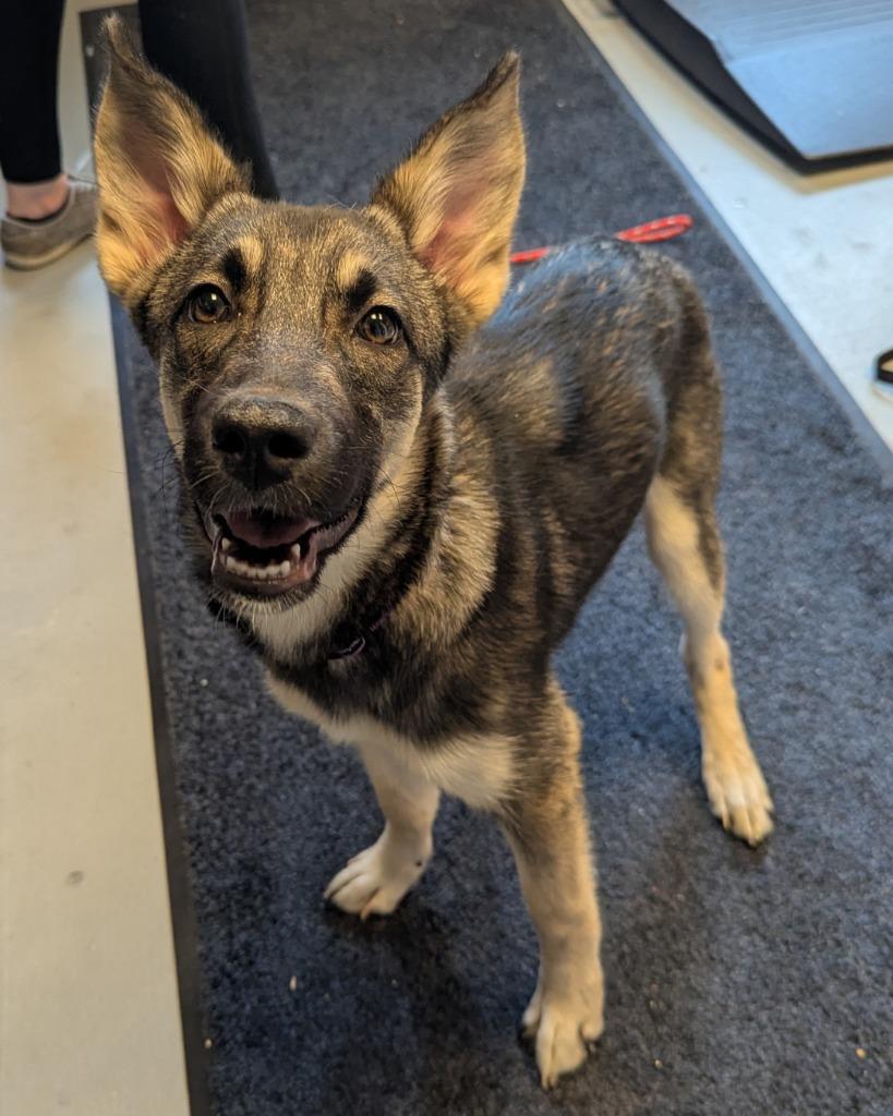 Zoey Elizabeth, a Adopted mixed breed in Barron, WI image 3/5