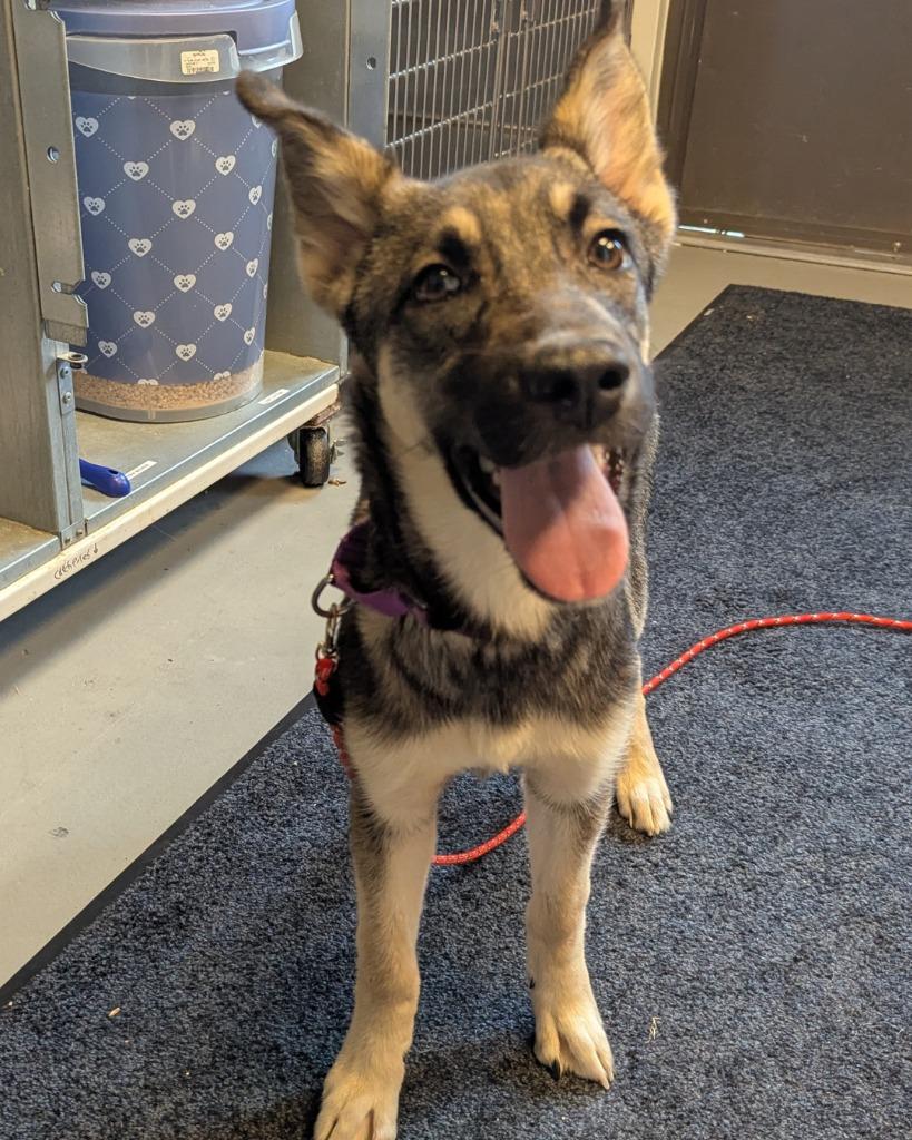 Zoey Elizabeth, a Adopted mixed breed in Barron, WI image 4/5