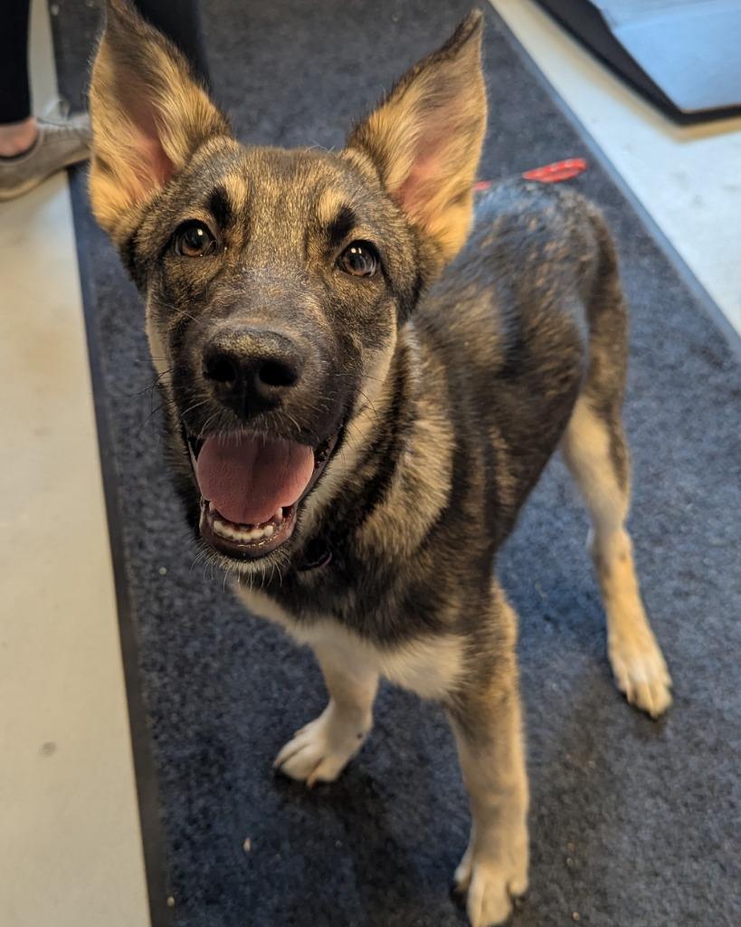 Zoey Elizabeth, a Adopted mixed breed in Barron, WI image 5/5