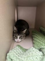 Lorelai, ADOPTABLE, Adult Female Domestic Short Hair.