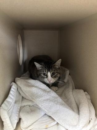 Lorelai, Adoptable, Adult Female Domestic Short Hair.