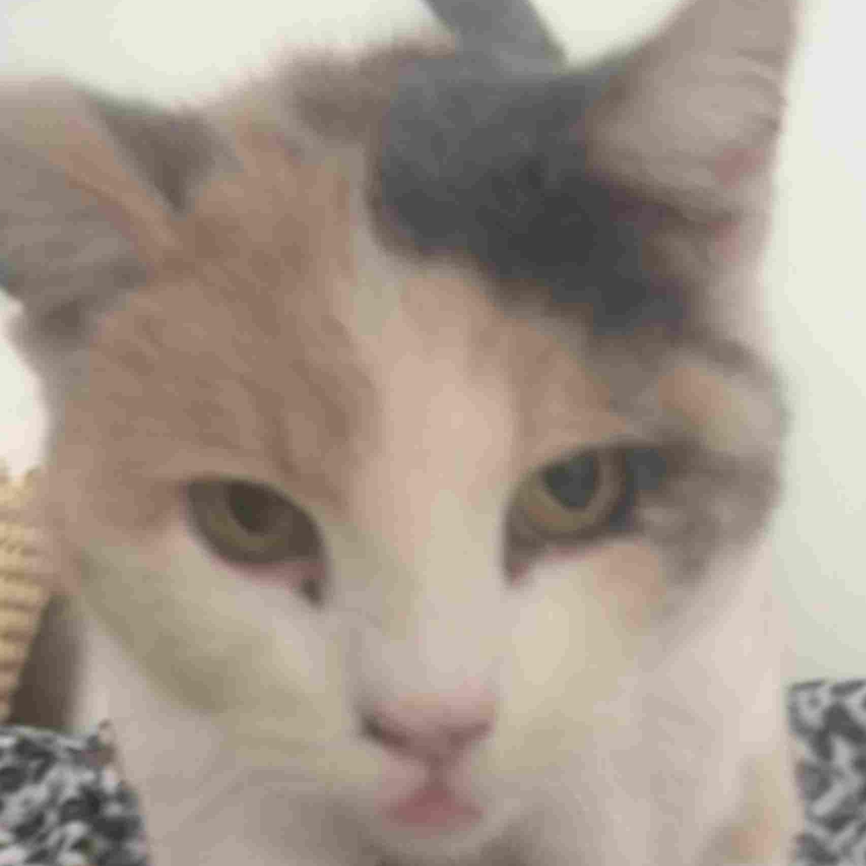 Gloria, ADOPTABLE, Adult Female Domestic Short Hair.