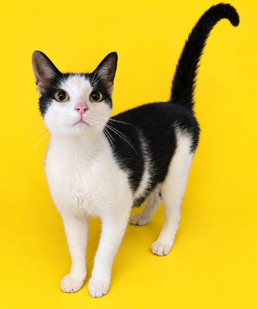 Momo, Adoptable, Young Female Domestic Long Hair.