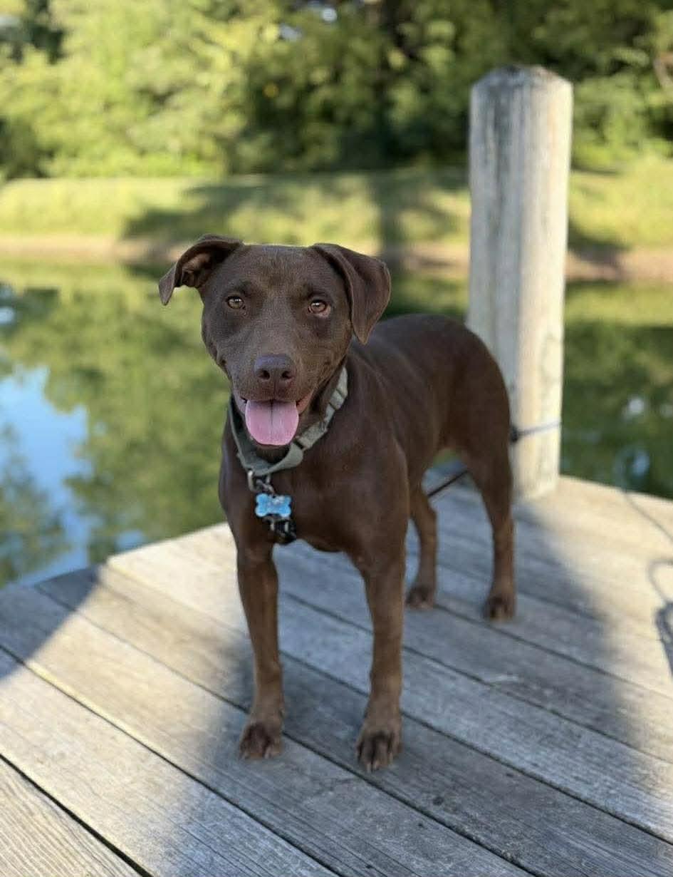 Brownie *HERE IN NH*, a ADOPTABLE Mixed Breed in Northwood, NH image 3/4