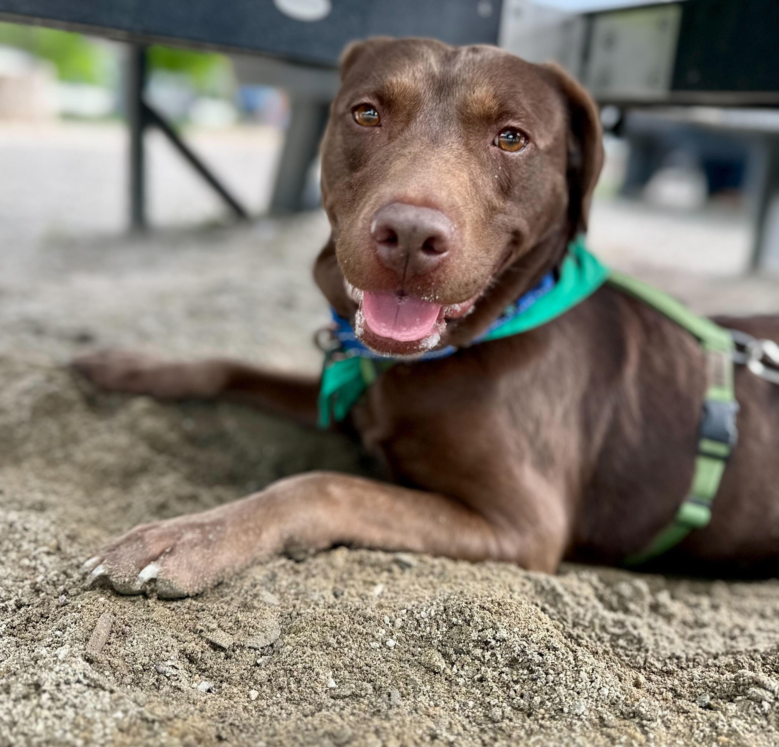 Brownie *HERE IN NH*, a ADOPTABLE Mixed Breed in Northwood, NH image 5/6