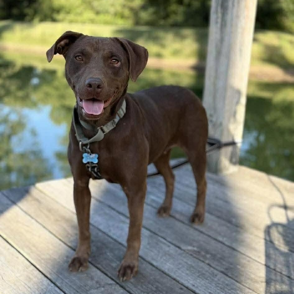 Brownie *HERE IN NH*, ADOPTABLE, Young Female Mixed Breed.