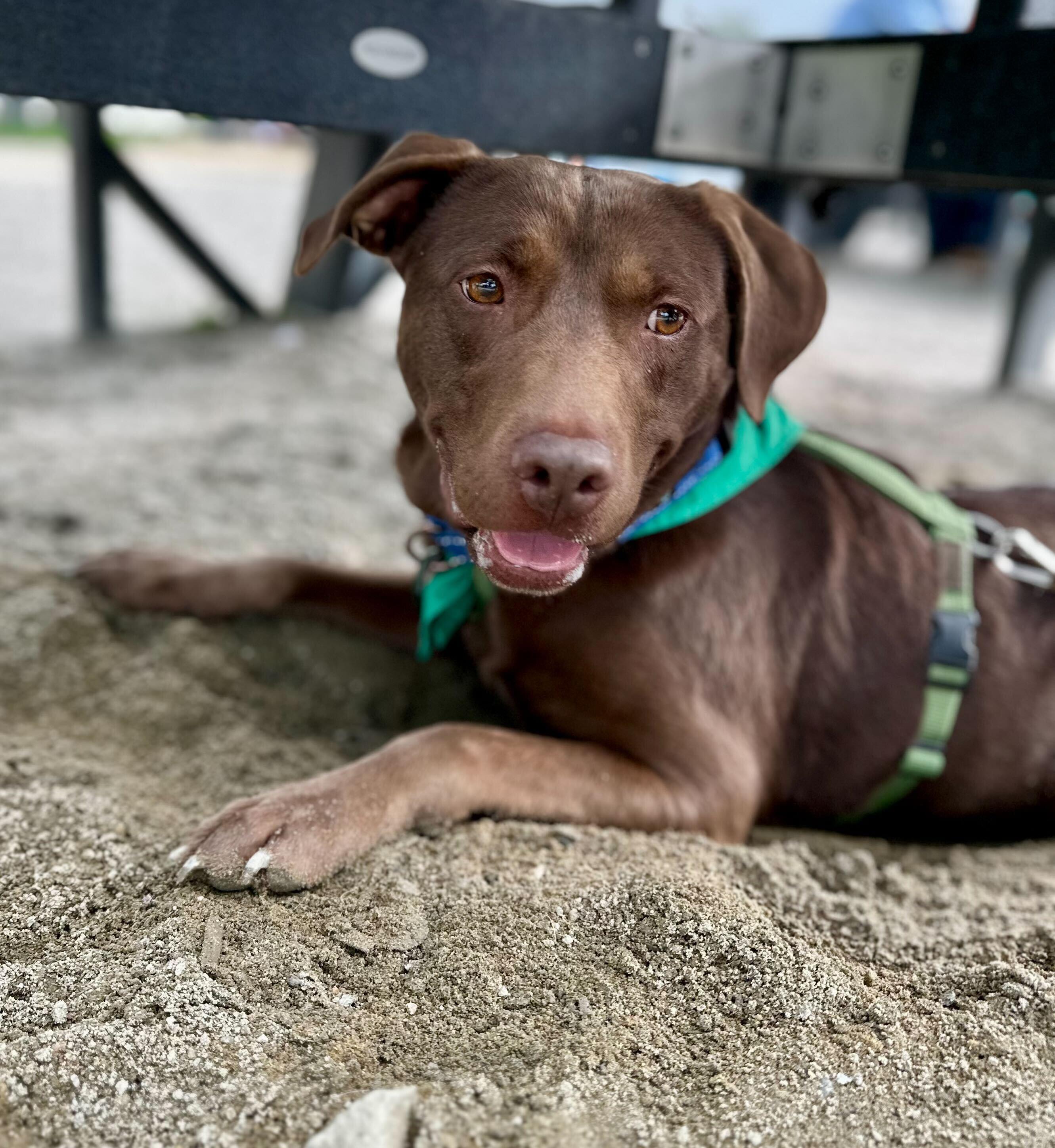 Brownie *HERE IN NH*, a ADOPTABLE Mixed Breed in Northwood, NH image 6/6