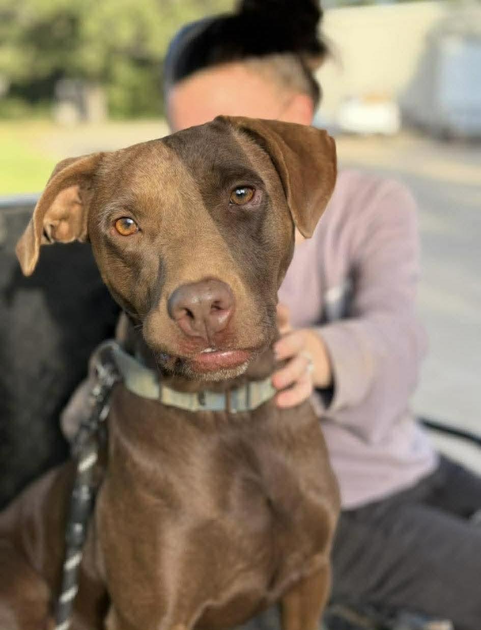 Brownie *HERE IN NH*, a ADOPTABLE Mixed Breed in Northwood, NH image 4/4