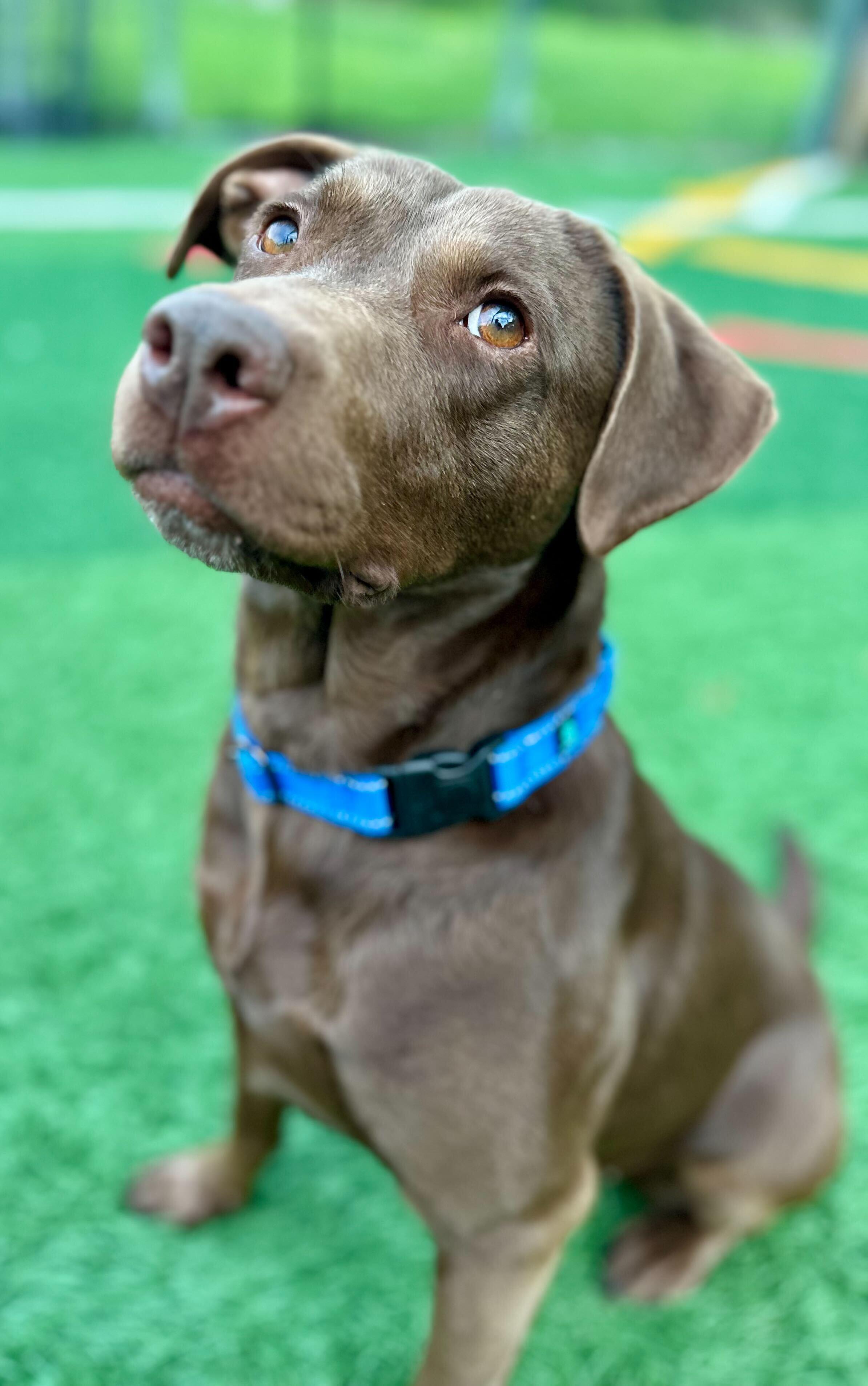 Brownie *HERE IN NH*, a ADOPTABLE Mixed Breed in Northwood, NH image 1/6