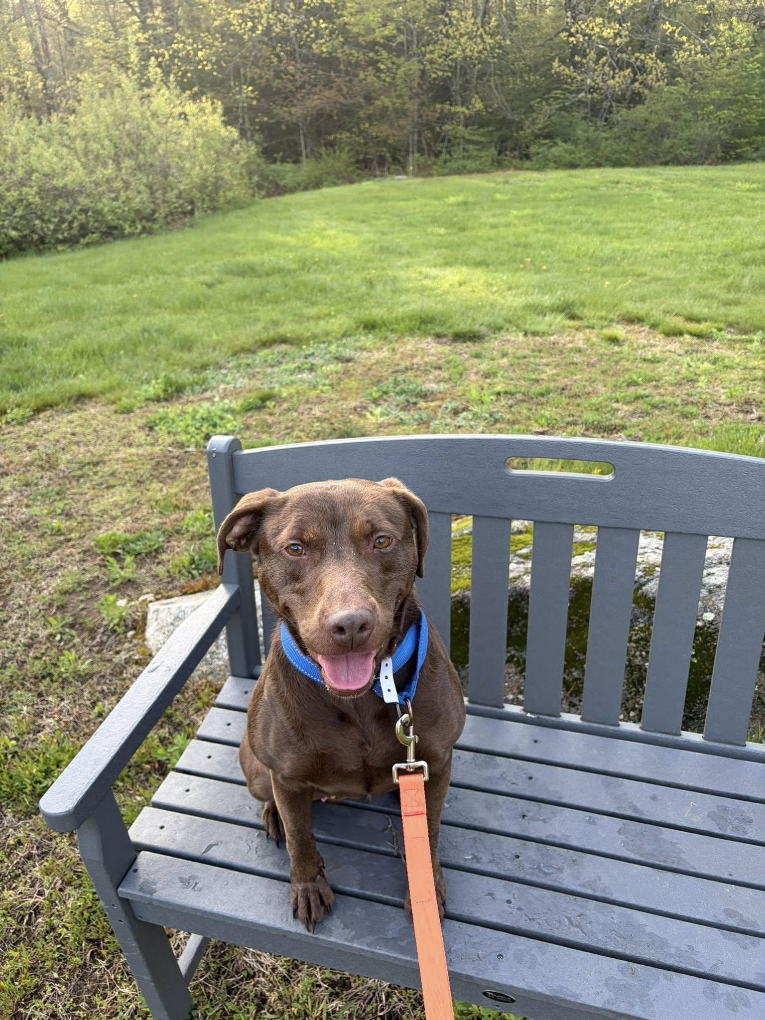 Brownie *HERE IN NH*, a ADOPTABLE Mixed Breed in Northwood, NH image 4/6