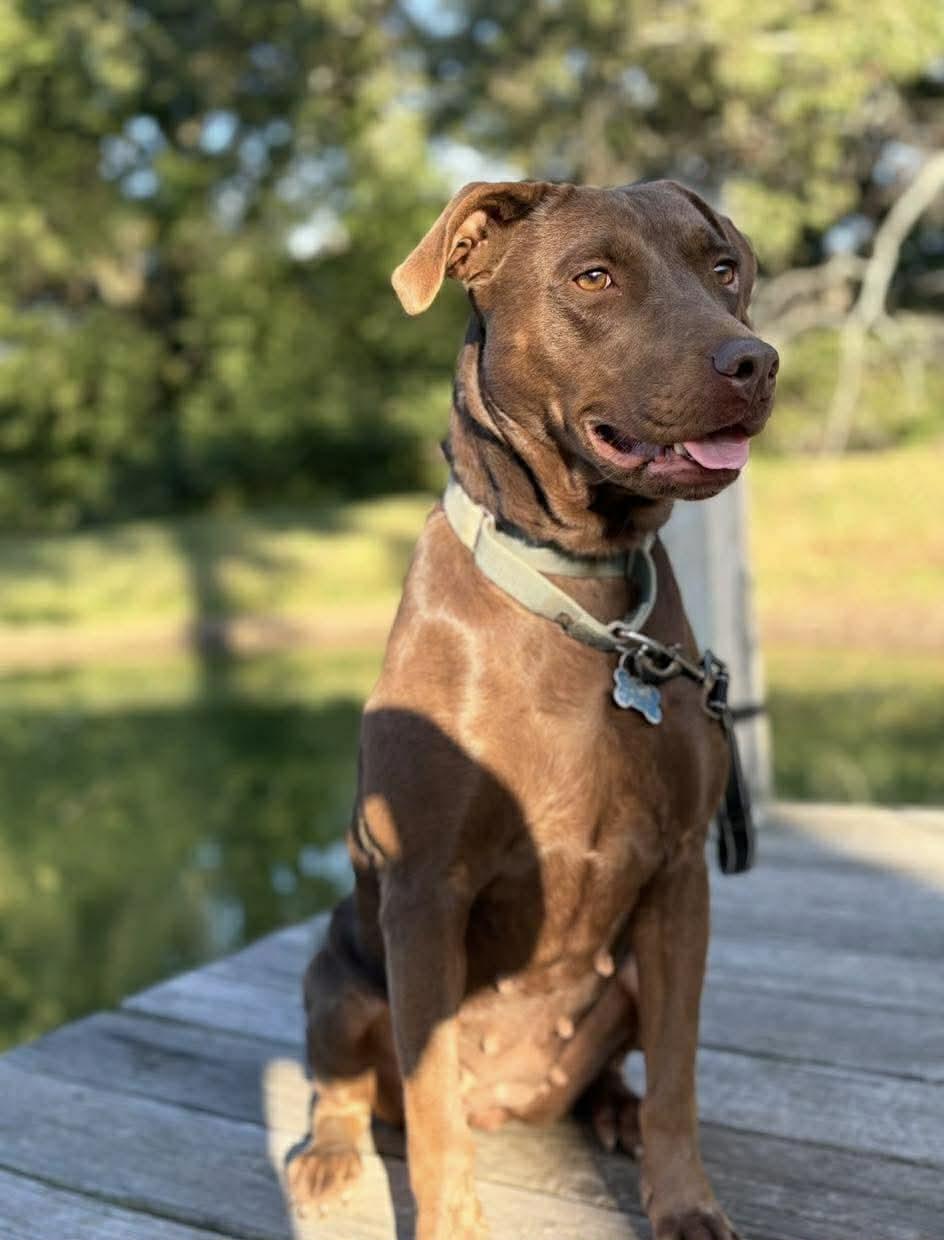 Brownie *HERE IN NH*, a ADOPTABLE Mixed Breed in Northwood, NH image 2/4