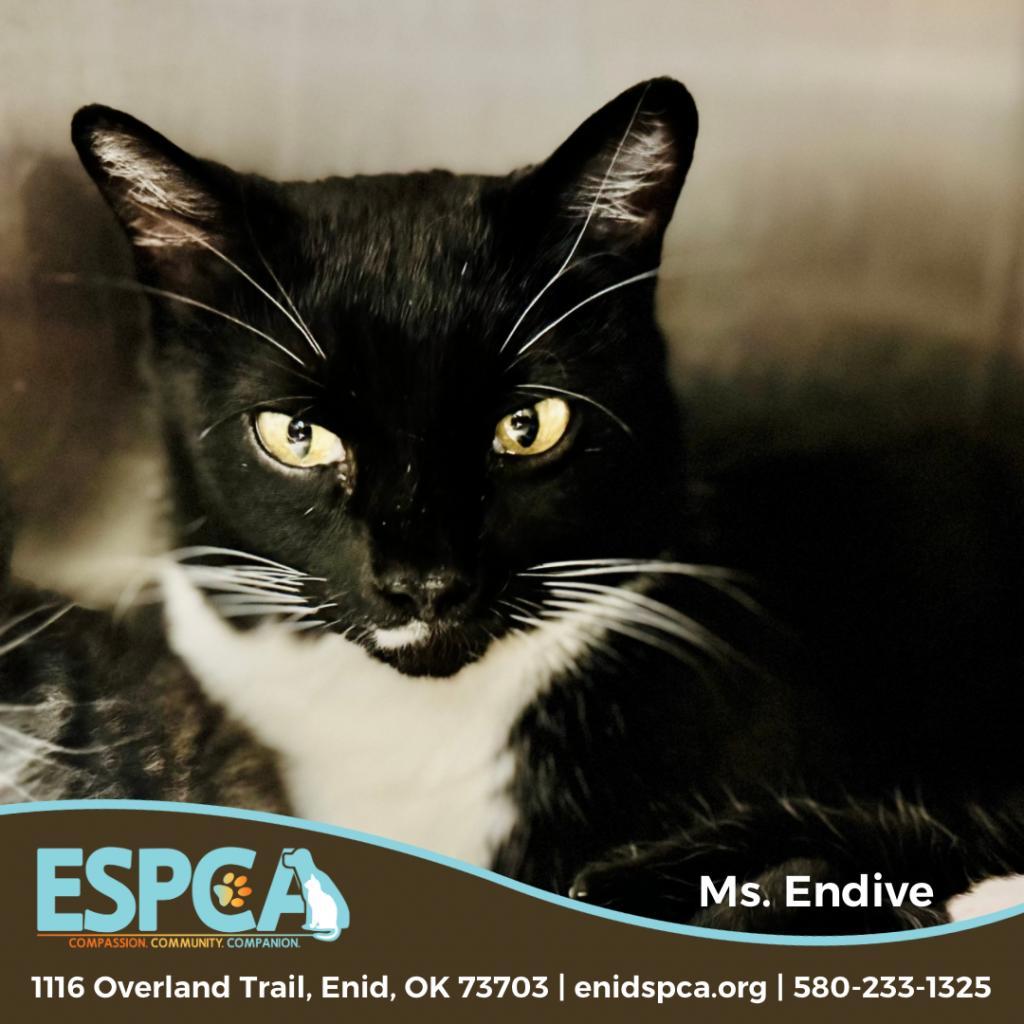 Enlarge Ms. Endive, a Adoptable Domestic Short Hair in Enid, OK image 1/1