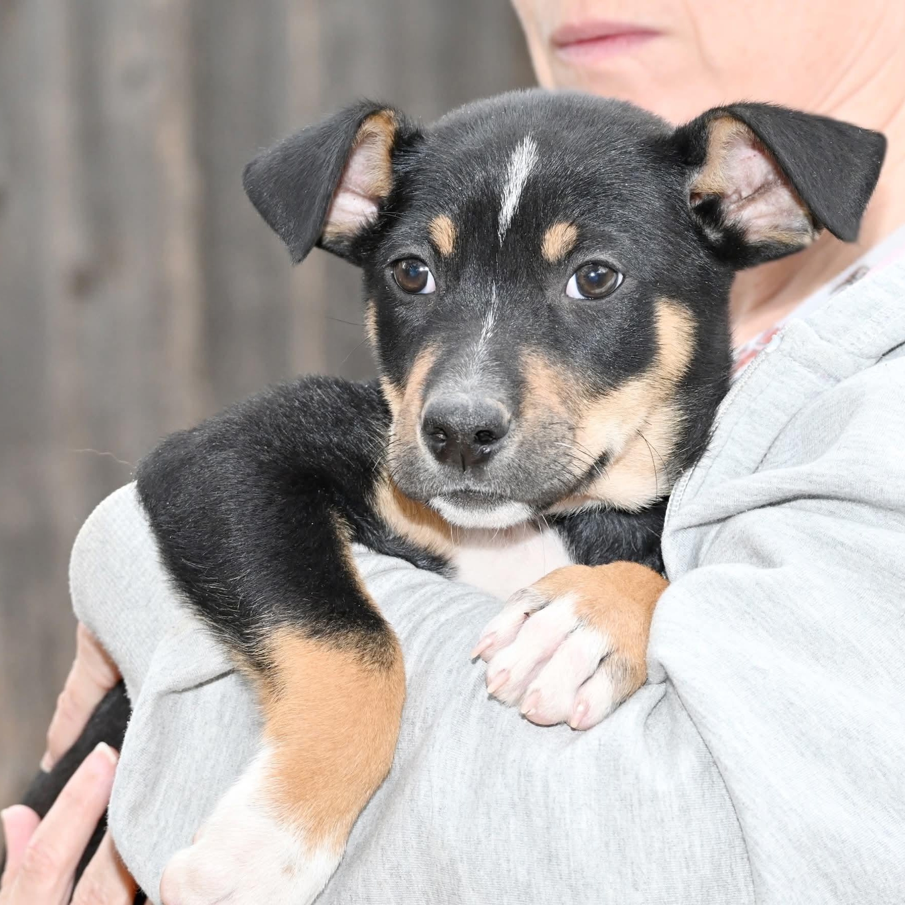 Gaston — thumbnail 2