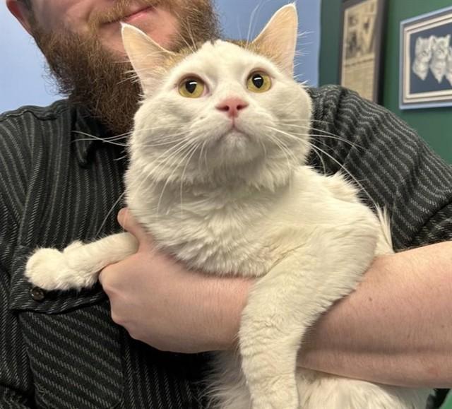 BOAZ, Adoptable, Adult Male Domestic Medium Hair & Domestic Short Hair.