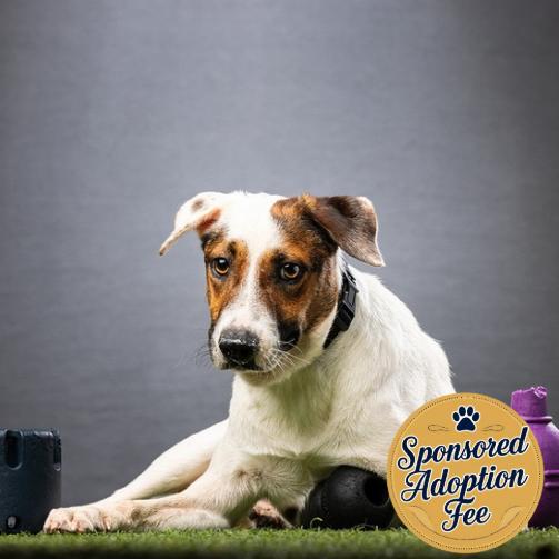 Enlarge Dodger, a Adoptable Mixed Breed in Jupiter, FL image 1/6