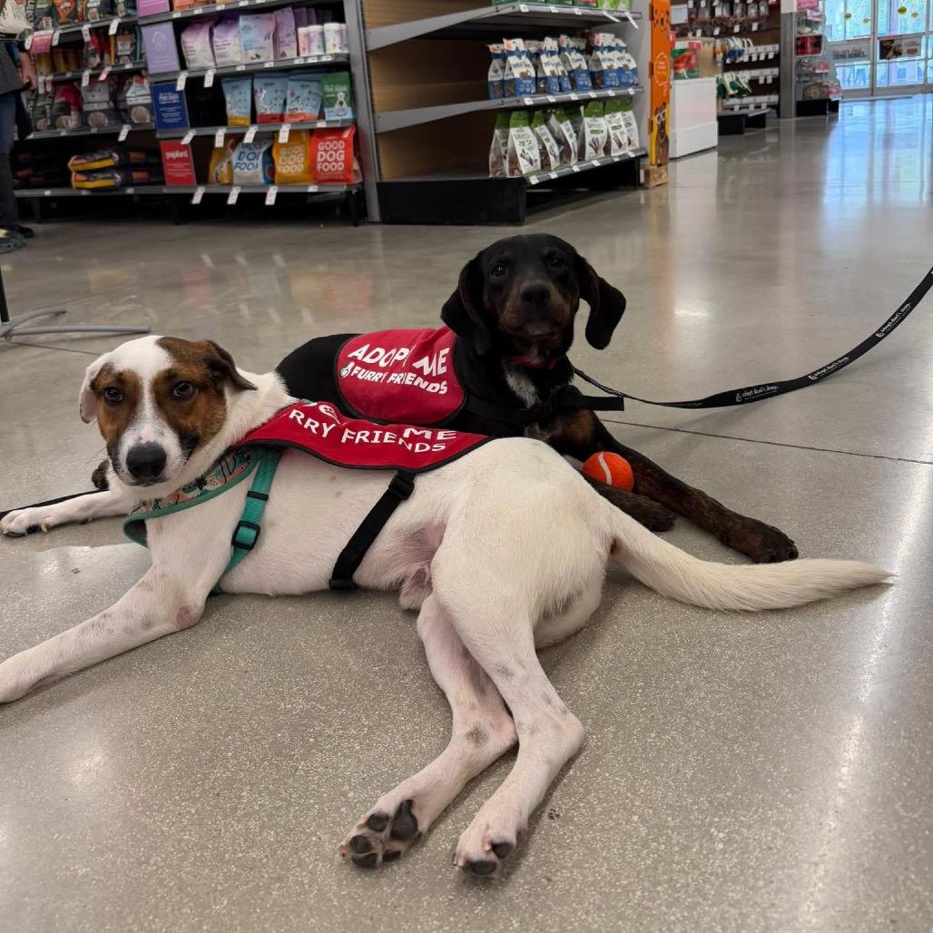 Dodger — thumbnail 2