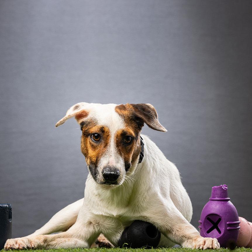 Enlarge Dodger, a Adoptable Mixed Breed in Jupiter, FL image 2/6