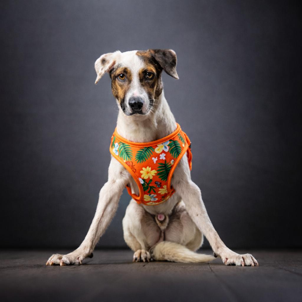 Enlarge Dodger, a Adoptable Mixed Breed in Jupiter, FL image 3/6