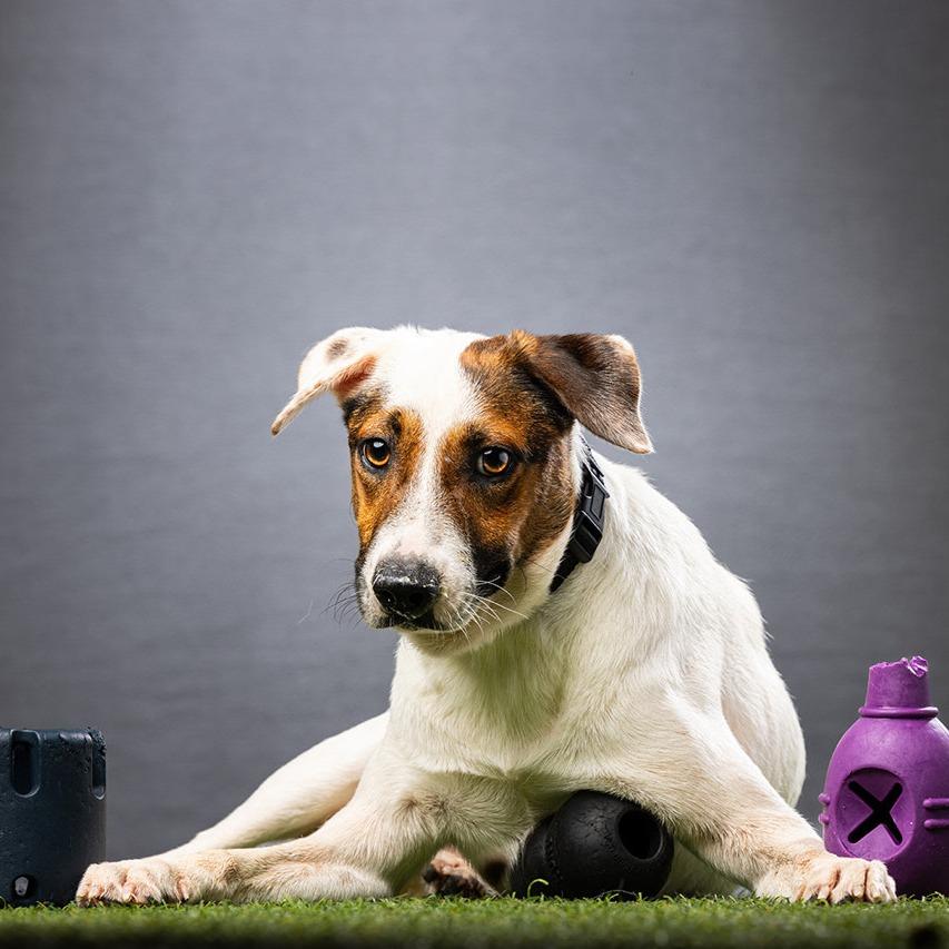 Enlarge Dodger, a Adoptable Mixed Breed in Jupiter, FL image 4/6