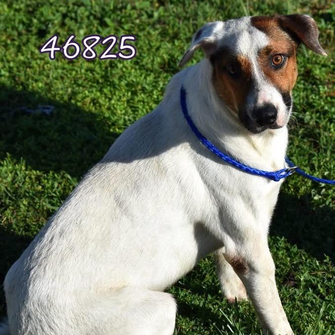 Enlarge Dodger, a Adoptable Mixed Breed in Jupiter, FL image 5/6