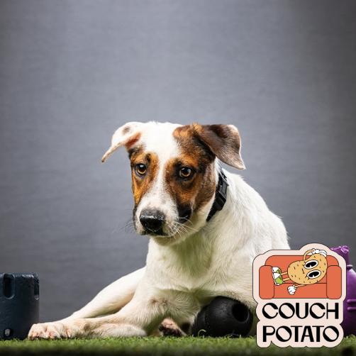 Enlarge Dodger, a Adoptable Mixed Breed in Jupiter, FL image 6/6