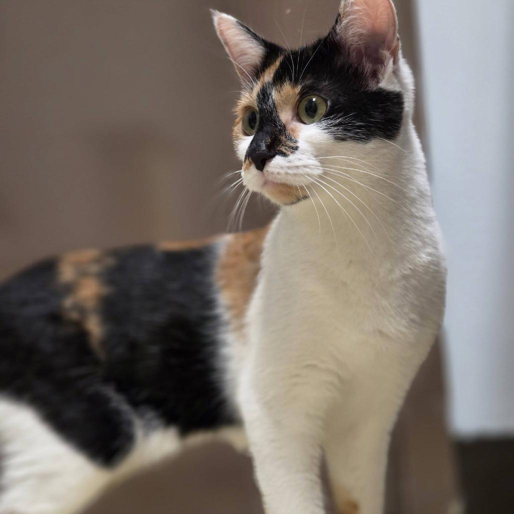 Rayna, Adoptable, Adult Female Domestic Short Hair.